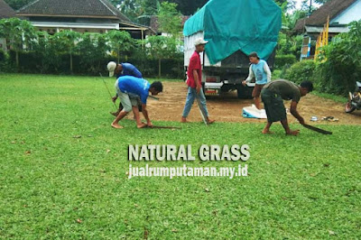 Jual Rumput Gajah Mini Terdekat Terbaik 2022